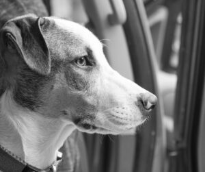 adolescent rescue dog looking out the window