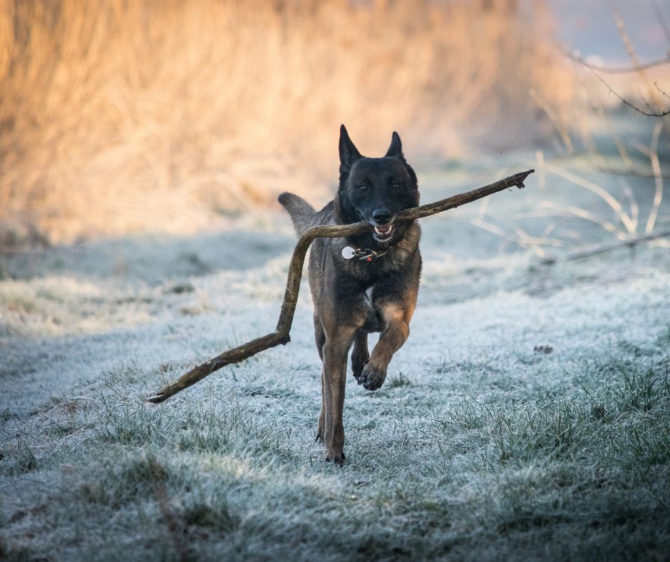 Malinois retrieving huge stick