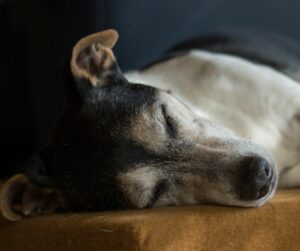 sleeping deaf terrier