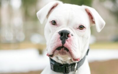 Deaf Dog Training: Your Expert Guide