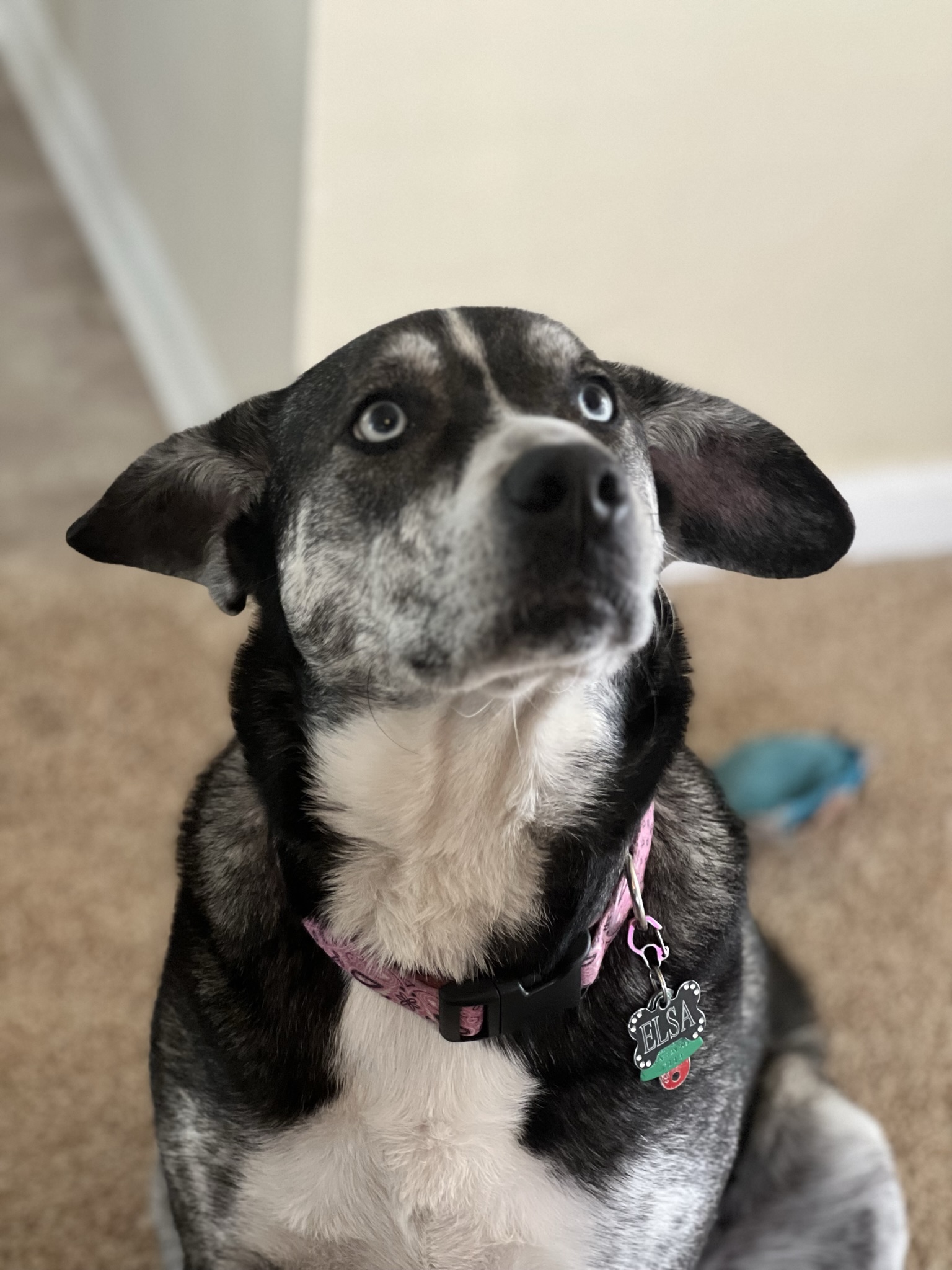 Rescue dog Elsa in Chesapeake, VA