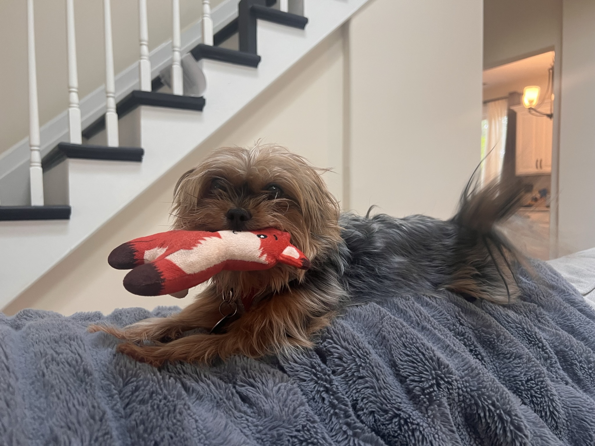 Chesapeake, VA Yorkie Mollie on top of sofa with red toy in mouth
