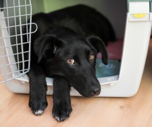 black rescue puppy crate training