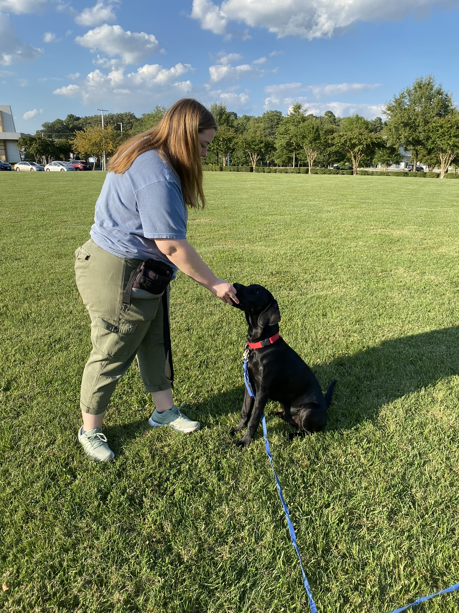 Black Weimaraner/ Golden Mix being trained at Greenbriar Park In Chesapeake by certified dog trainer Cate