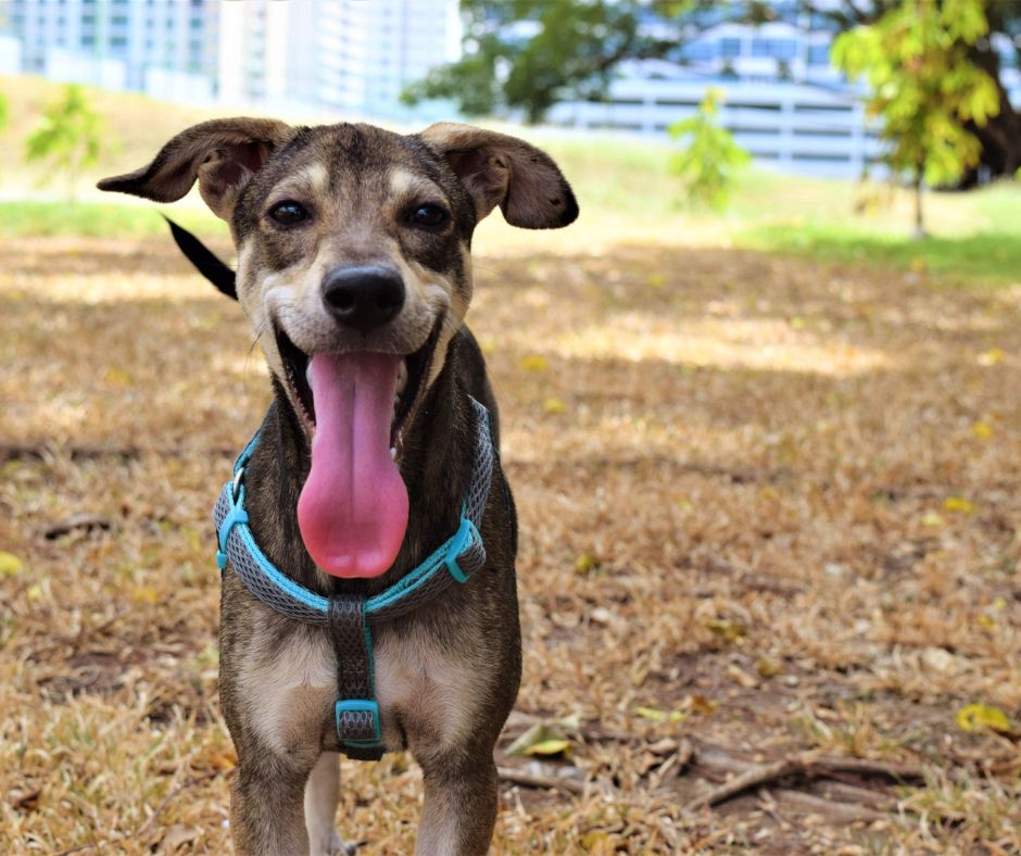 brindle foster dog with tongue out in Virginia Beach