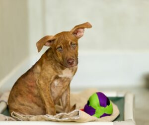 brown rescue puppy training in Chesapeake