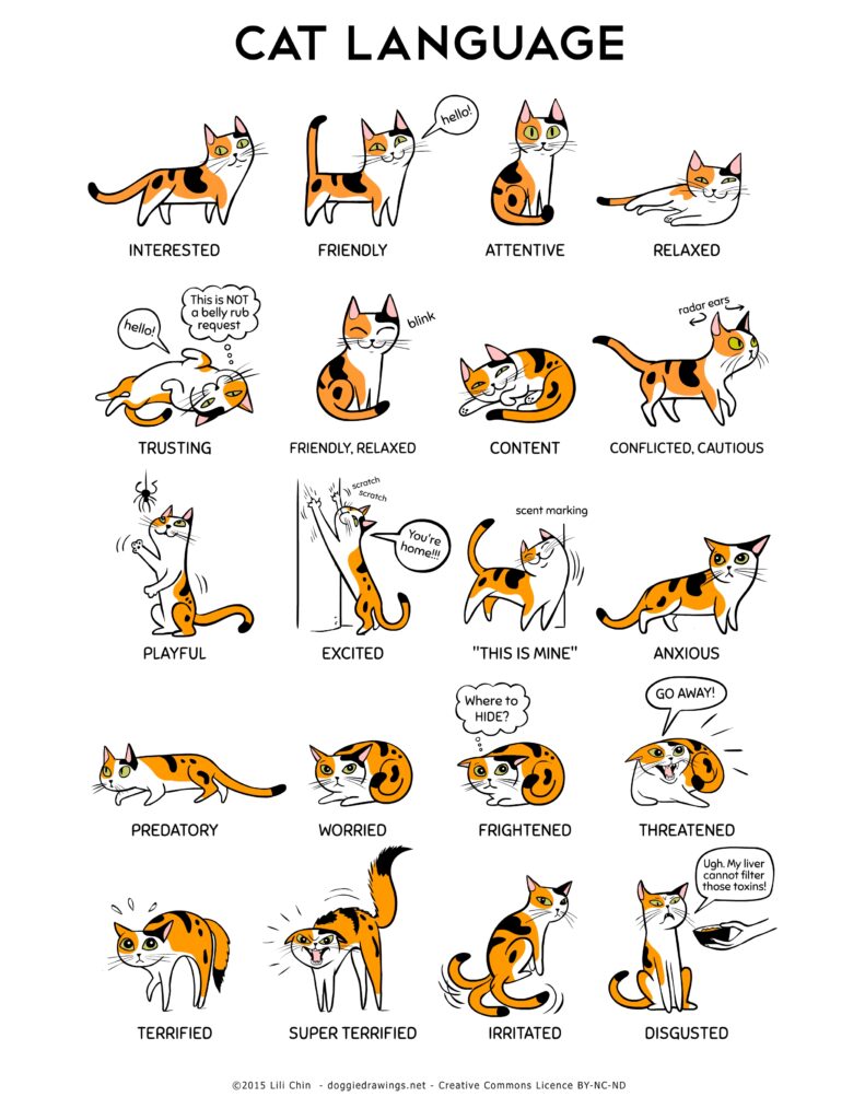 cat language drawing by Lili Chin