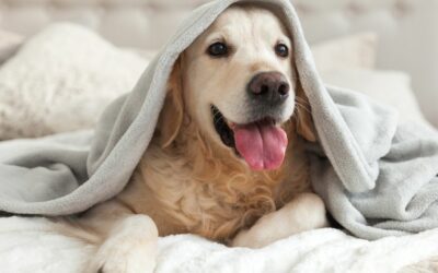 Behavior Meds for Dogs: A Comprehensive Guide