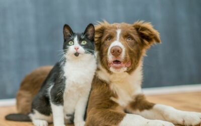 When Two Worlds Collide: Cats and Dogs