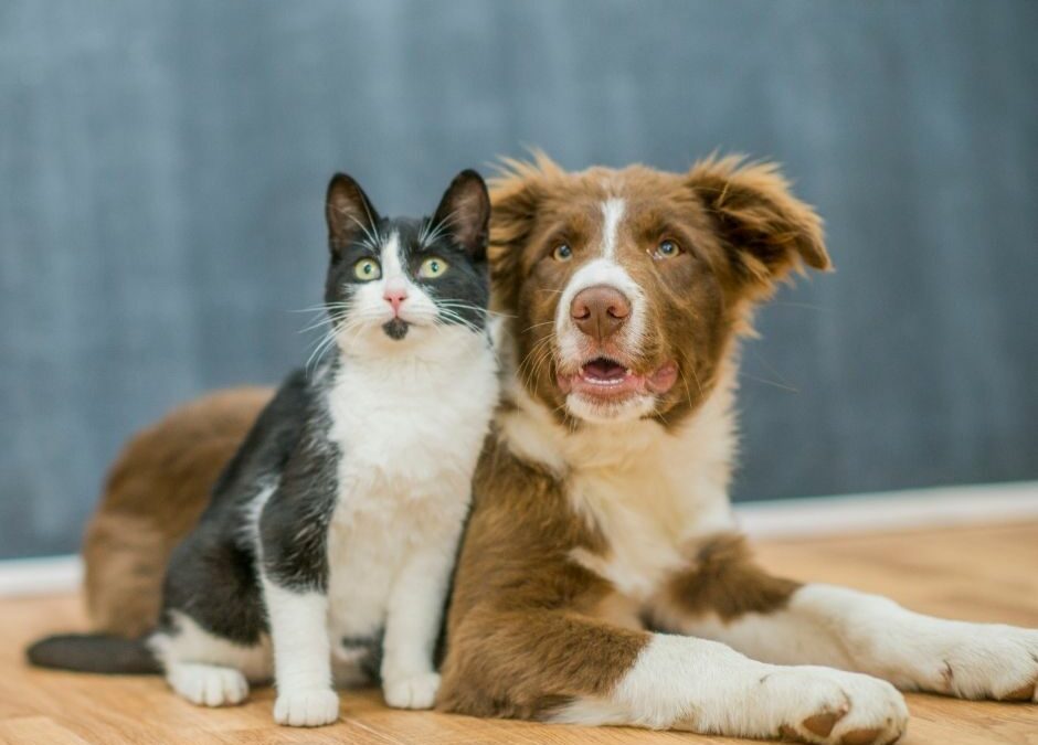 When Two Worlds Collide: Cats and Dogs