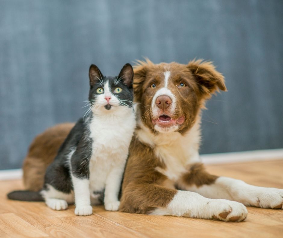 Black and white cat and red border collie