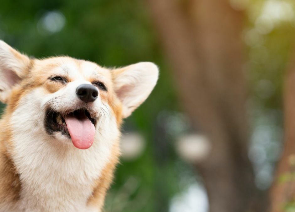 10 Tips for Managing your difficult Dog’s behavior