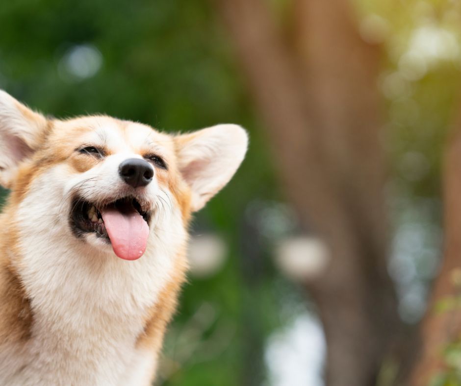happy corgi