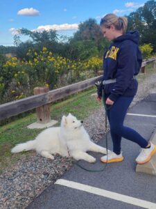 Samoyed dog training in Chesapeake, VA