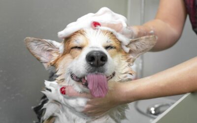 Grooming Your Dog: Tips and Tricks