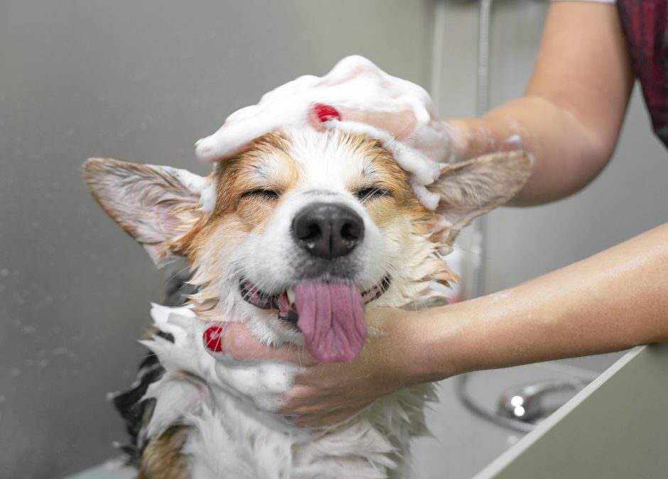 Grooming Your Dog: Tips and Tricks