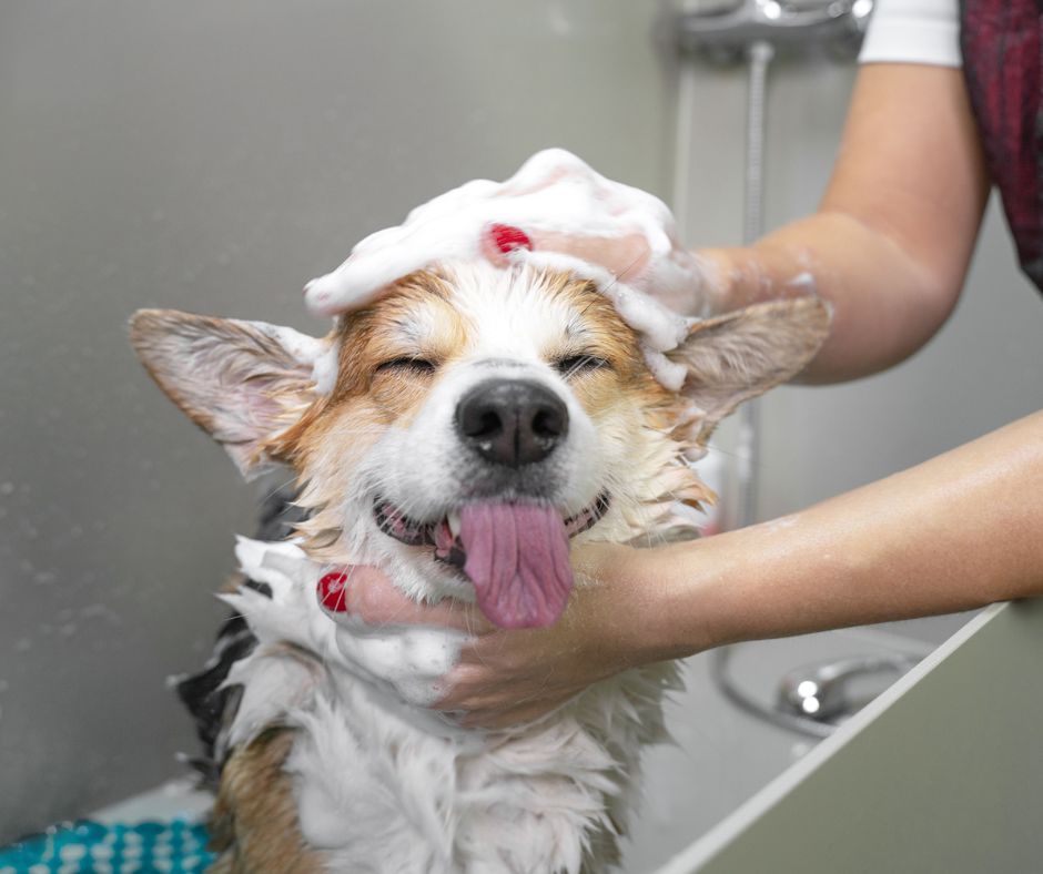 Corgi being washed in bathtub