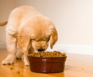 Golden Retriever puppy eating from food bowl