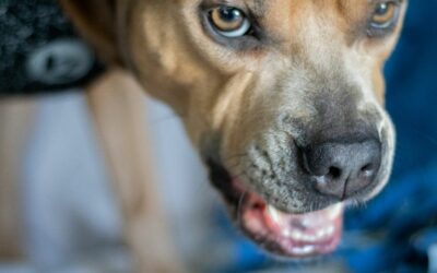 Tackling Common Dog Behavior Issues