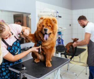 red chow chow on grooming table