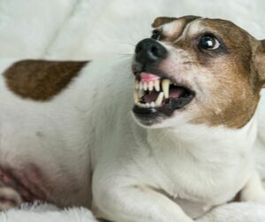Jack Russell Terrier guarding 
