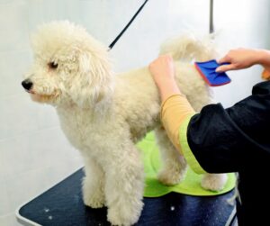 white poodle on grooming table