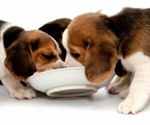 Beagle puppies eating from one bowl
