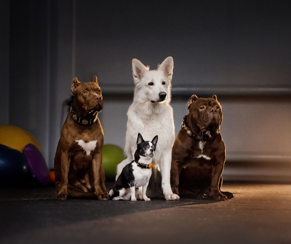 white german shepherd, two brown bully breeds and a chihuahua