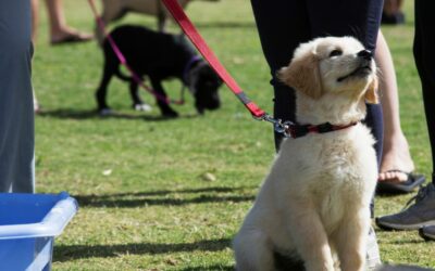 How Group Classes Can Benefit Your Dog’s Training Journey
