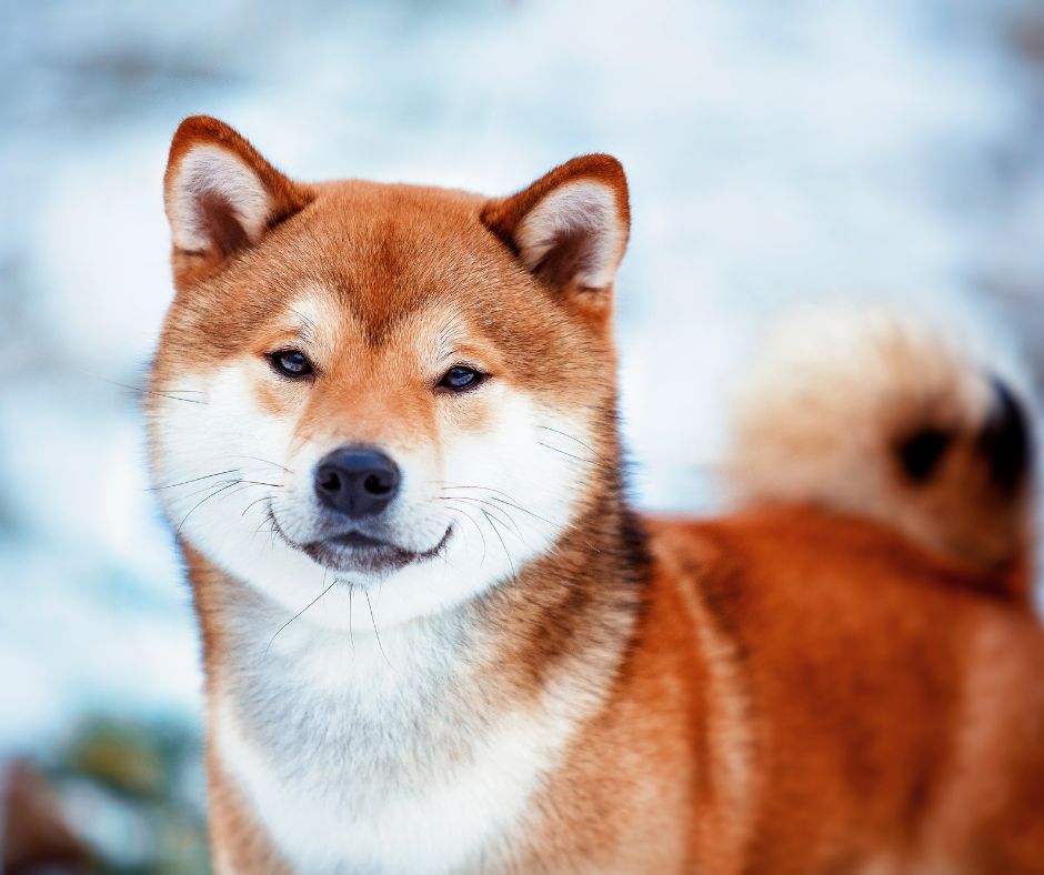 red and white Shiba Inu