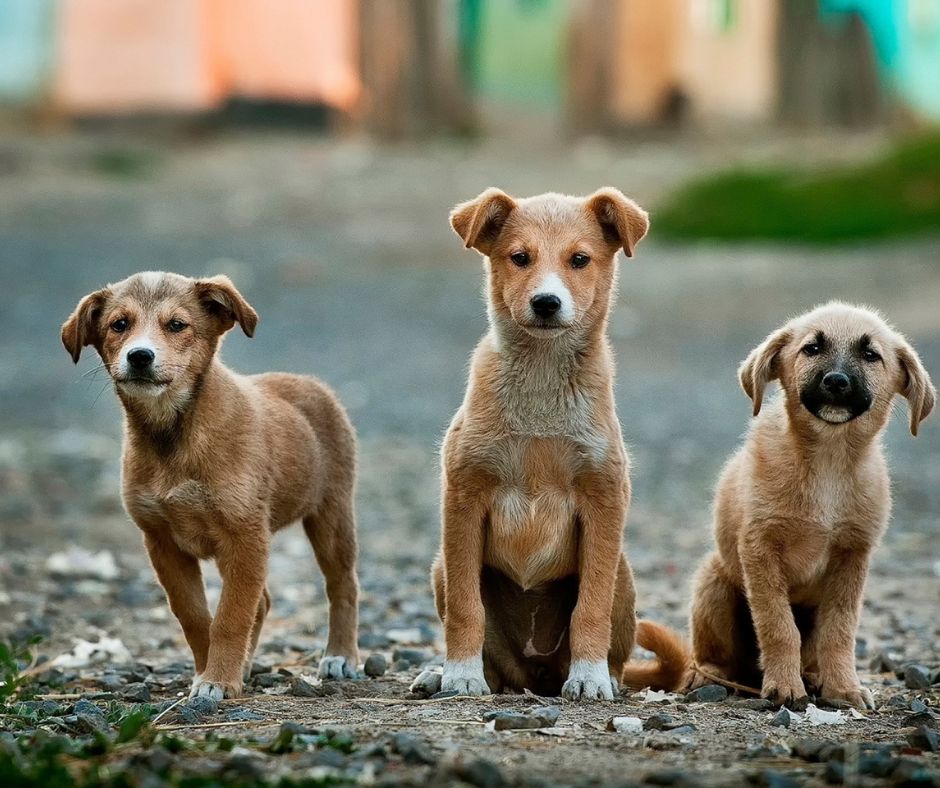 3 mixed breed dogs