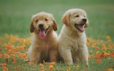 Double Trouble: Tips for Raising Two Puppies