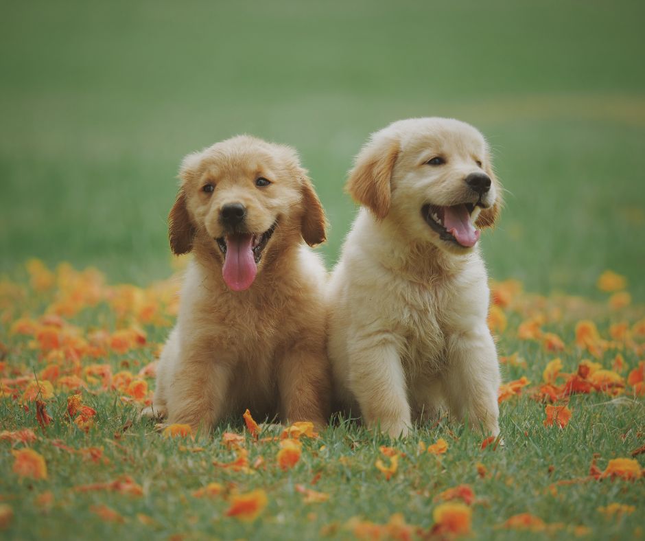 two golden retriever pups in a grass field