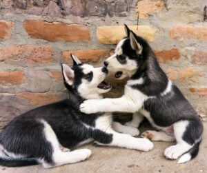husky puppies play fighting