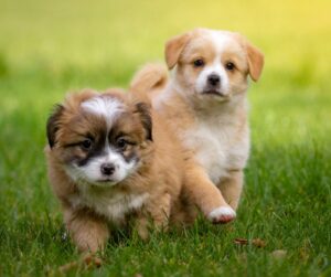 two mixed breed puppies running