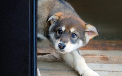 Fearful Puppy? How to Address Behavior Problems