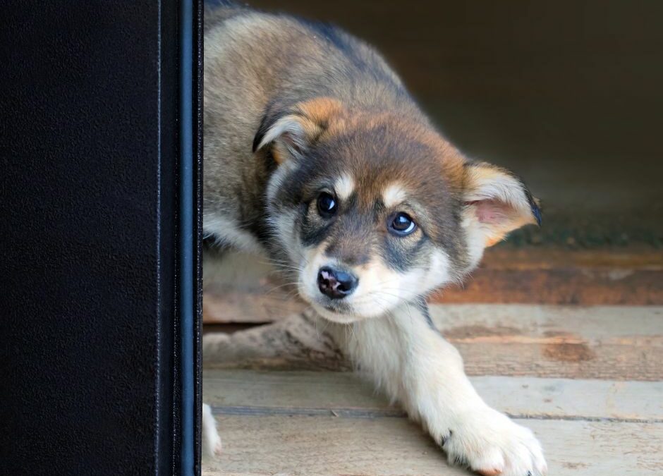 Fearful Puppy? How to Address Behavior Problems