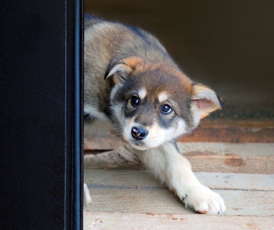 husky puppy looking scared behind door