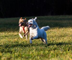 two mixed breed dogs running