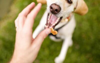 Bribing vs Rewarding in Dog Training