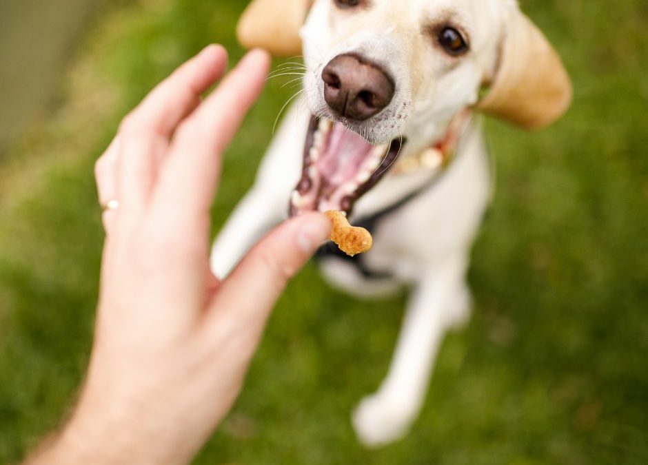 Bribing vs Rewarding in Dog Training