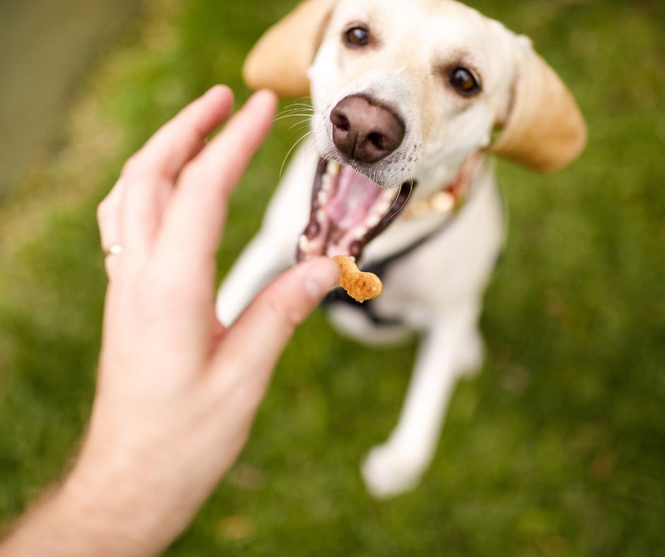 yellow lab catching a treat