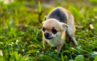 Small Breed Dogs: Treat Them Like Big Dogs