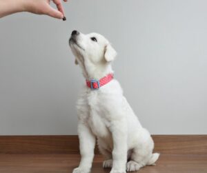 white rescue puppy reaching for kibble in hand
