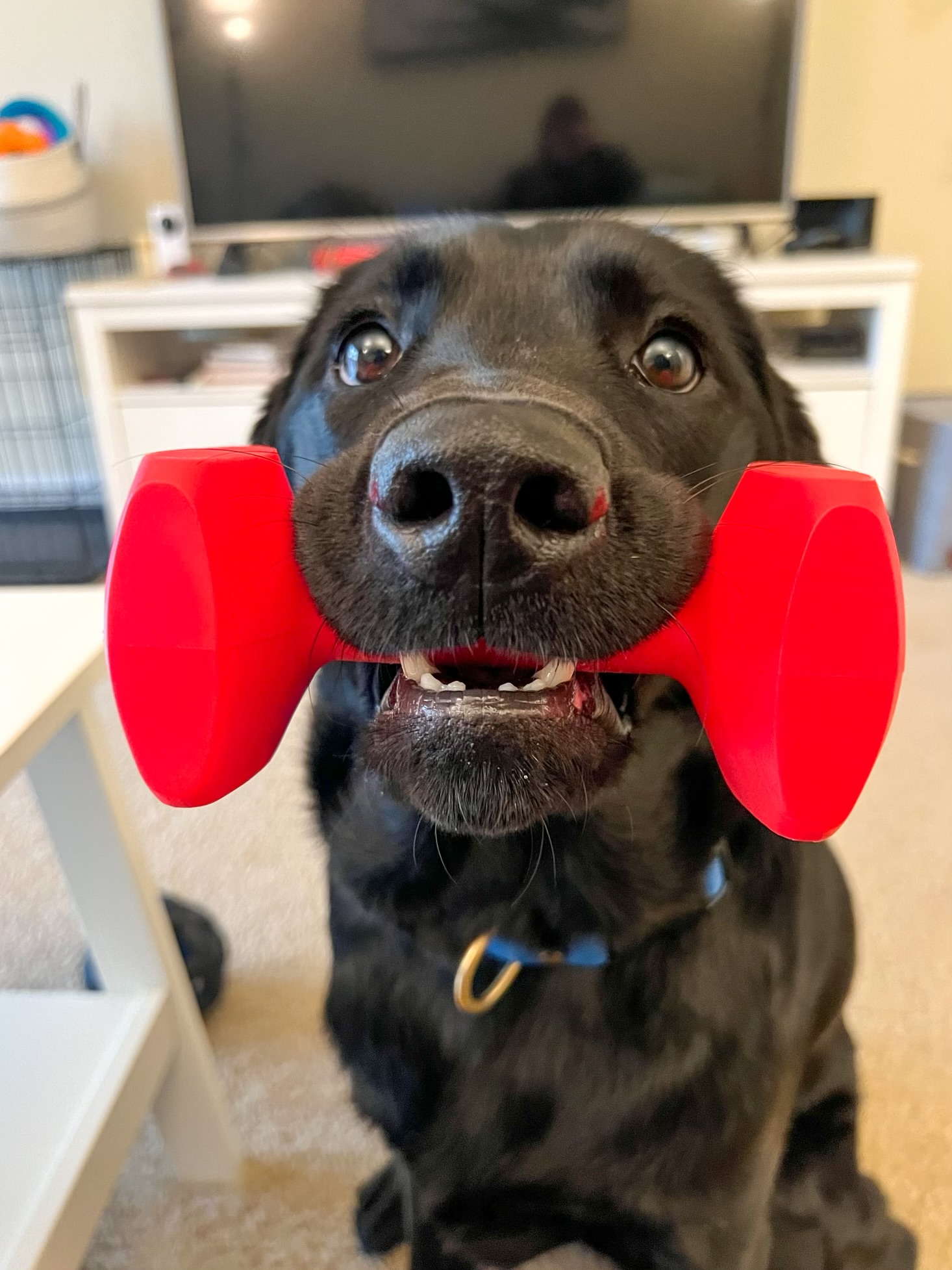 Black lab puppy holding red dumbell