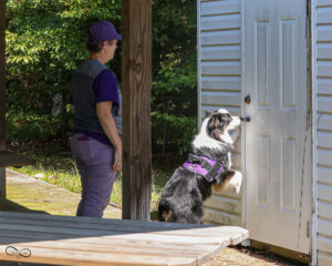 Scent work trial Chase and Toni
