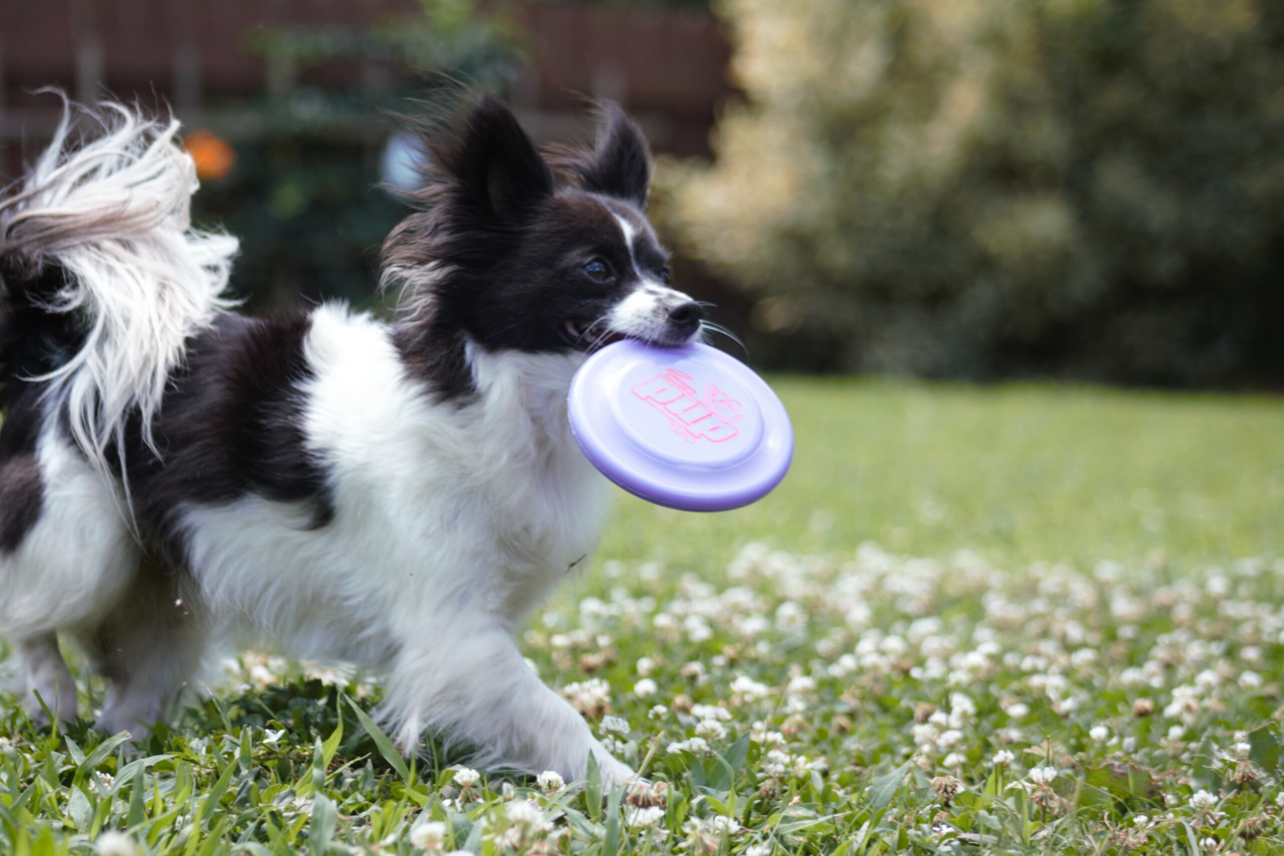 Black and white Chihuahua with purple small frisbee