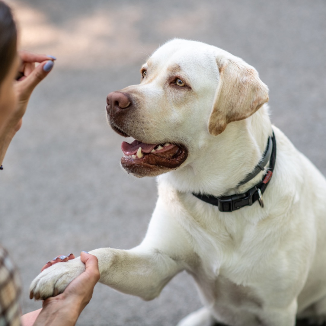 Basic Manners class with Labrador retriever