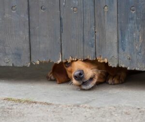 brown mixed breed peeking under wooden fence