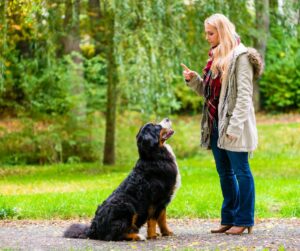 obedience training Bernese Mountain Dog